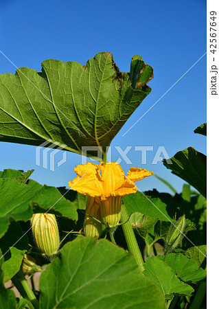 北海道江差町の花が咲いているカボチャ畑の盛夏の風景を撮影 42567649