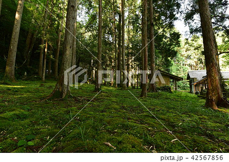 浪切不動尊の山門と樹林帯と水コケ 42567856