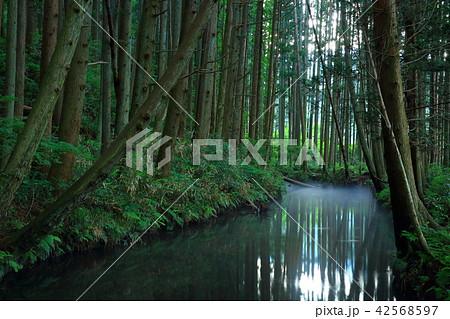 夏の牛渡川 夏の牛渡川 42568597
