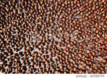 Top view of chestnut drying on sun Top view of chestnut drying on sun 42568745