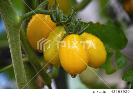 家庭菜園のミニトマト 家庭菜園のミニトマト 42568920