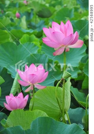 蓮華3兄弟 三輪の古代ハス ピンクの蓮華 三輪の蓮華 透ける花びら 蓮の花 開花した古代ハス の写真素材