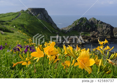 種差海岸　ニッコウキスゲ 42569737