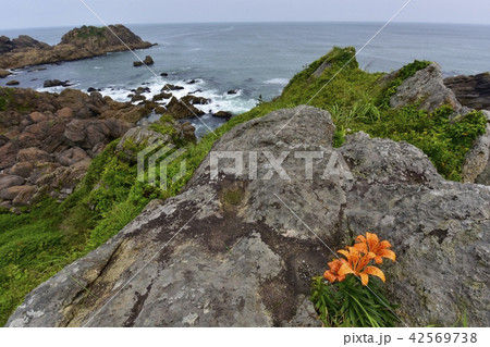 種差海岸　スカシユリ 42569738