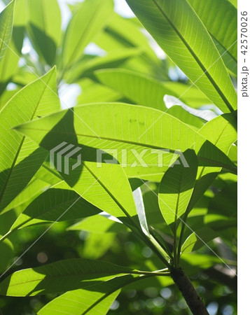 blur background from variety of green plant leaves 42570026
