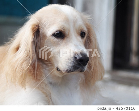 cute lovely white long hair handsome young dog 42570116
