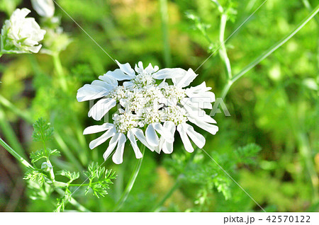 美しくかわいい細かな白い花を春に咲かせた植物の写真の写真素材