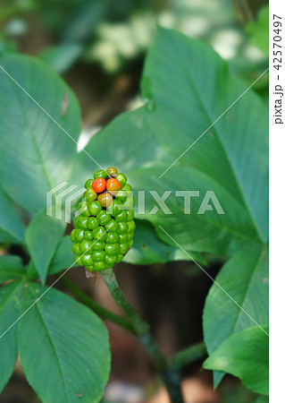テンナンショウの実 テンナンショウの実 42570497