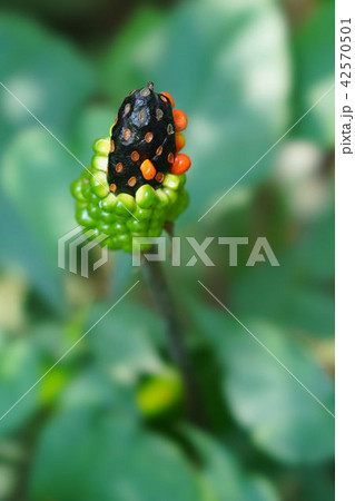 テンナンショウの実 テンナンショウの実 42570501