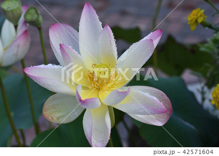 ハス（小舞妃） 42571604