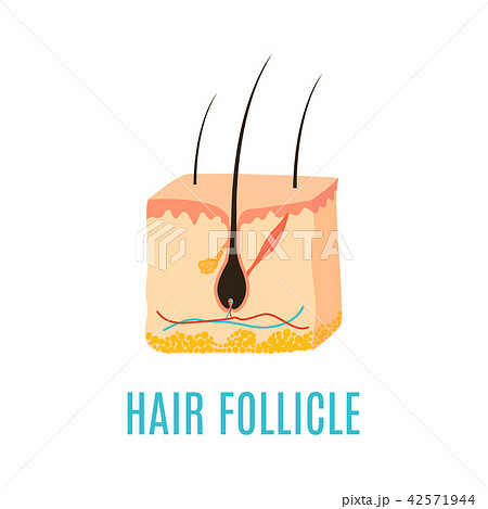 Hair follicle icon Hair follicle icon 42571944