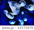 海月 42572070