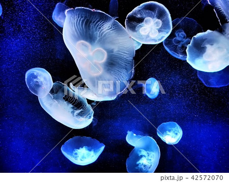海月 42572070