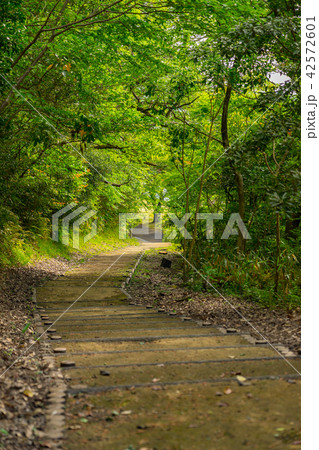 山陰海岸ジオパーク、湖山池公園(青島公園)(鳥取県鳥取市桂見)※作品コメント欄に撮影位置あり 山陰海岸ジオパーク、湖山池公園(青島公園)(鳥取県鳥取市桂見)※作品コメント欄に撮影位置あり 42572601