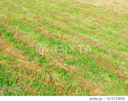 Rows of mown grass, haymaking time 42572660