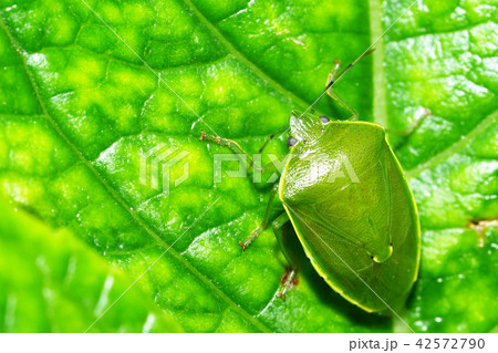 ツヤアオカメムシ 42572790