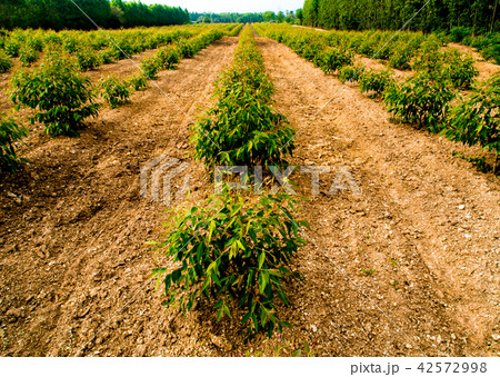 Row of Eucalyptus tree in the farm Row of Eucalyptus tree in the farm 42572998