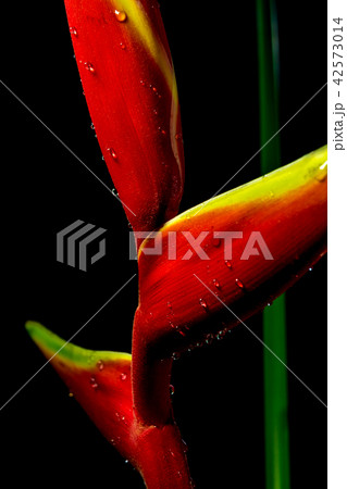 Hanging lobster claws in black background Hanging lobster claws in black background 42573014