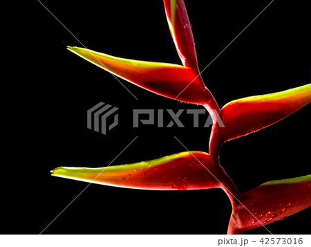 Hanging lobster claws in black background 42573016
