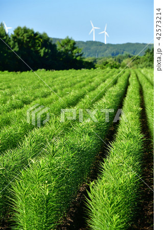 晴天の北海道乙部町のユリ根畑の盛夏の風景を撮影 晴天の北海道乙部町のユリ根畑の盛夏の風景を撮影 42573214