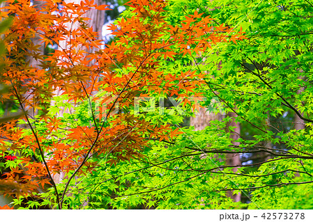 三徳山三佛寺、投入堂へと続く道(鳥取県東伯郡三朝町三徳)※作品コメント欄に撮影位置あり 三徳山三佛寺、投入堂へと続く道(鳥取県東伯郡三朝町三徳)※作品コメント欄に撮影位置あり 42573278