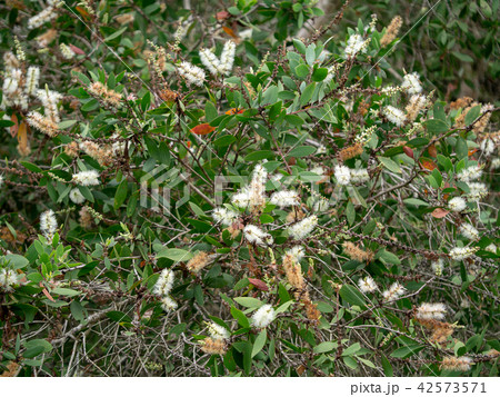 Cajuput tree, Milk wood, Paper bark tree 42573571