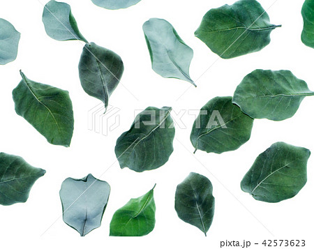 Dry leaves of Vitex trifolia 42573623
