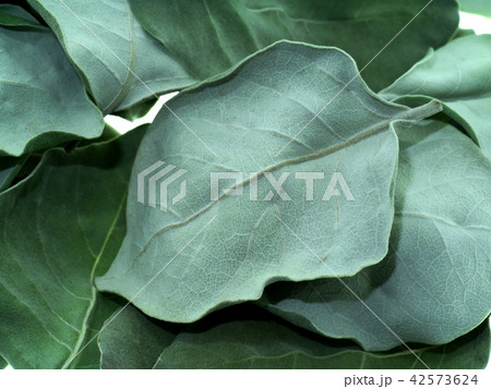 Dry leaves of Vitex trifolia 42573624