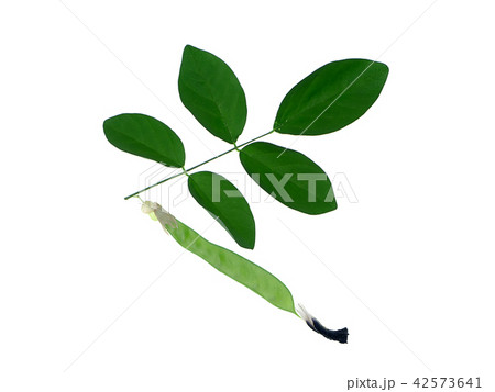 Blue Pea or Butterfly Pea. Blue Pea or Butterfly Pea. 42573641