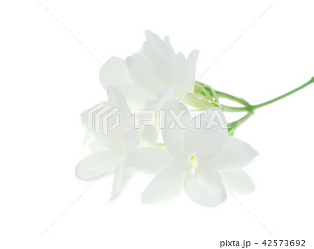 Close up of jasmine flower. Close up of jasmine flower. 42573692