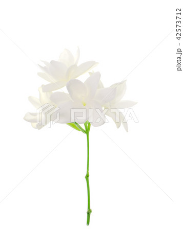 Close up of jasmine flower. 42573712