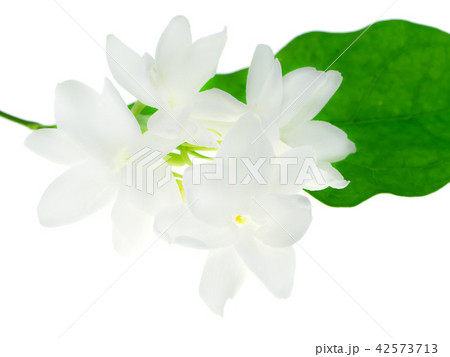 Close up of jasmine flower. 42573713