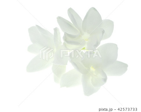 Close up of jasmine flower. 42573733