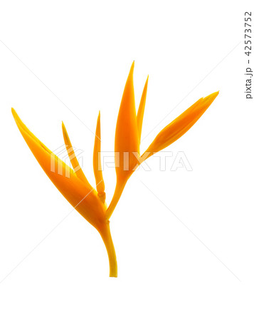 Close up Heliconia flower 42573752