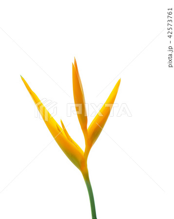 Close up Heliconia flower Close up Heliconia flower 42573761