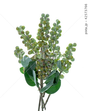 Close up of Vitex trifolia 42573766