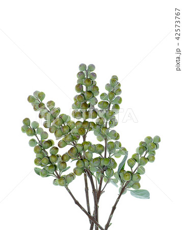 Close up of Vitex trifolia 42573767