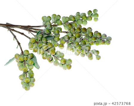 Close up of Vitex trifolia Close up of Vitex trifolia 42573768