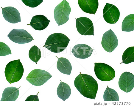 Close up of Vitex trifolia 42573770