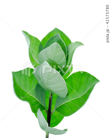 Close up of Vitex trifolia 42573780