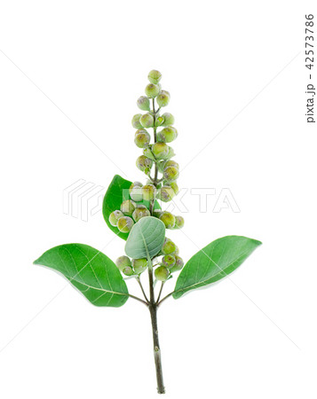 Close up of Vitex trifolia 42573786