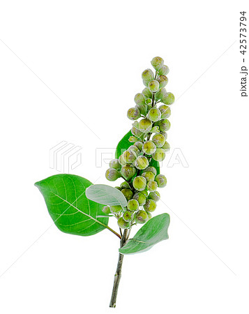 Close up of Vitex trifolia 42573794