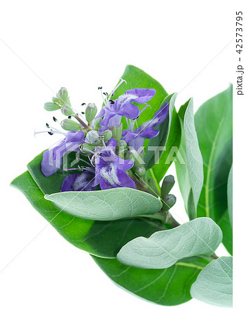 Close up of Vitex trifolia 42573795