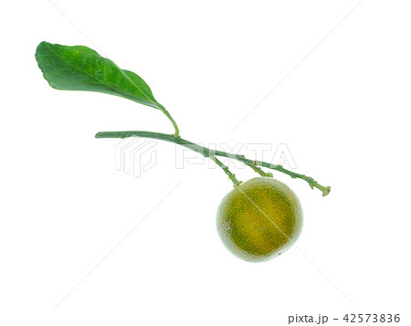 Close up of Kumquat fruit Close up of Kumquat fruit 42573836