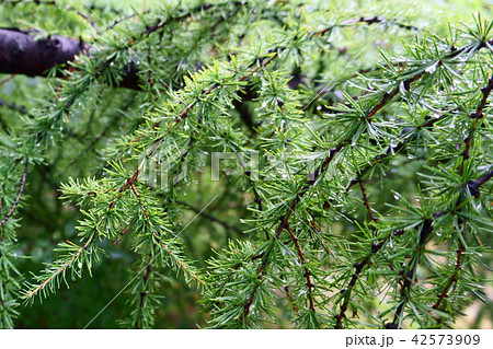 European Larch (Larix decidua) with raindrops  42573909