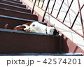 階段でくつろぐ猫 42574201