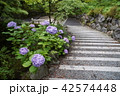 紫陽花のある風景346 42574448