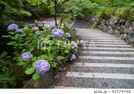 紫陽花のある風景346 紫陽花のある風景346 42574448