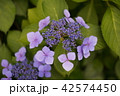 紫陽花424 42574450