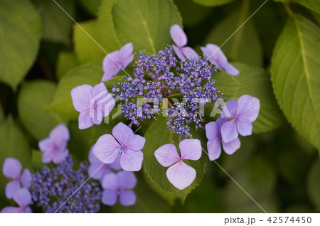 紫陽花424 紫陽花424 42574450
